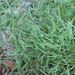 Muhlenbergia schreberi (Nimblewill)